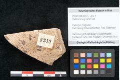 Foto (Objekt + Etikett) von Callitris brongniartii Endl. (NHMW-GEO-2024-0188-8212)